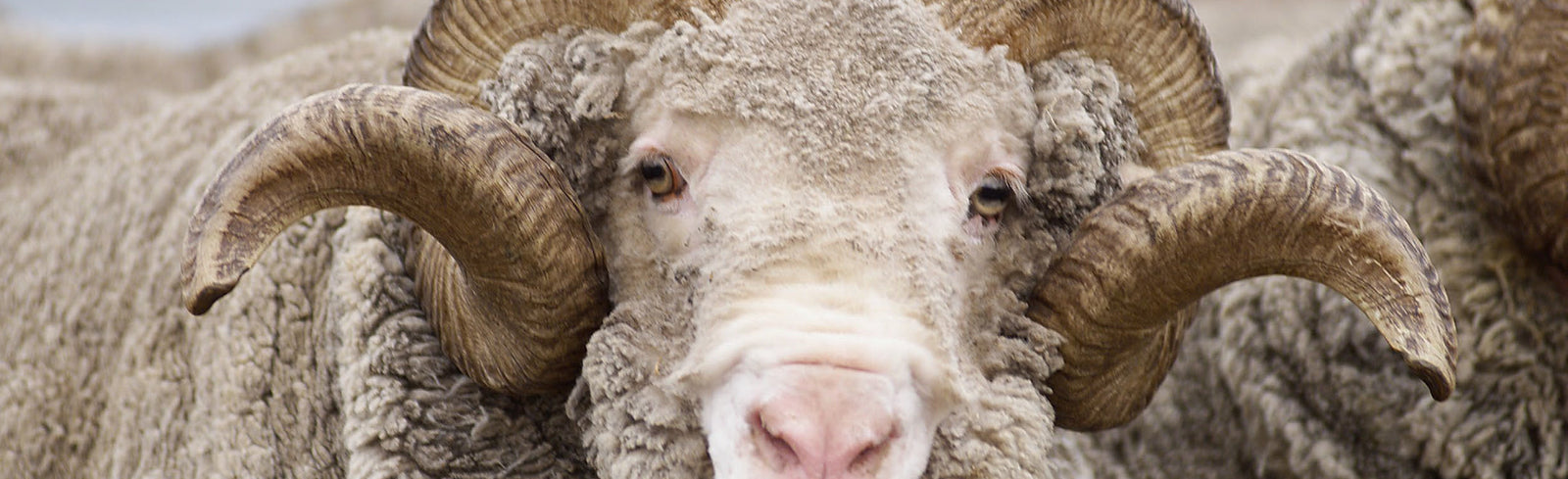 Lasting - Markenshop