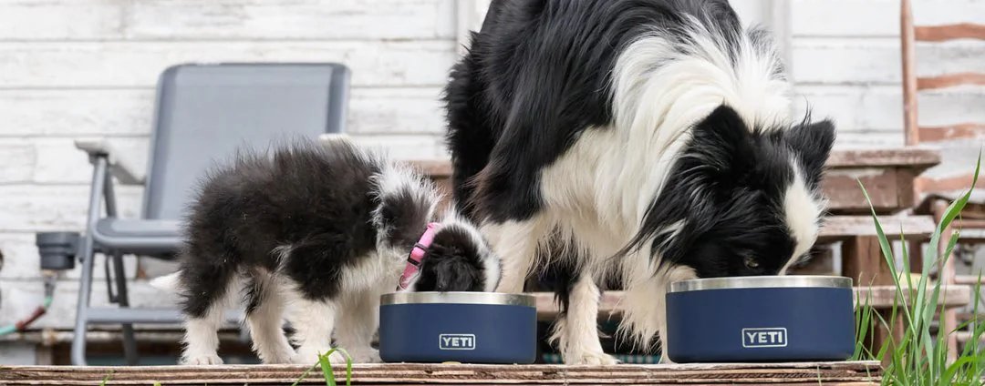 Accessoires pour chiens