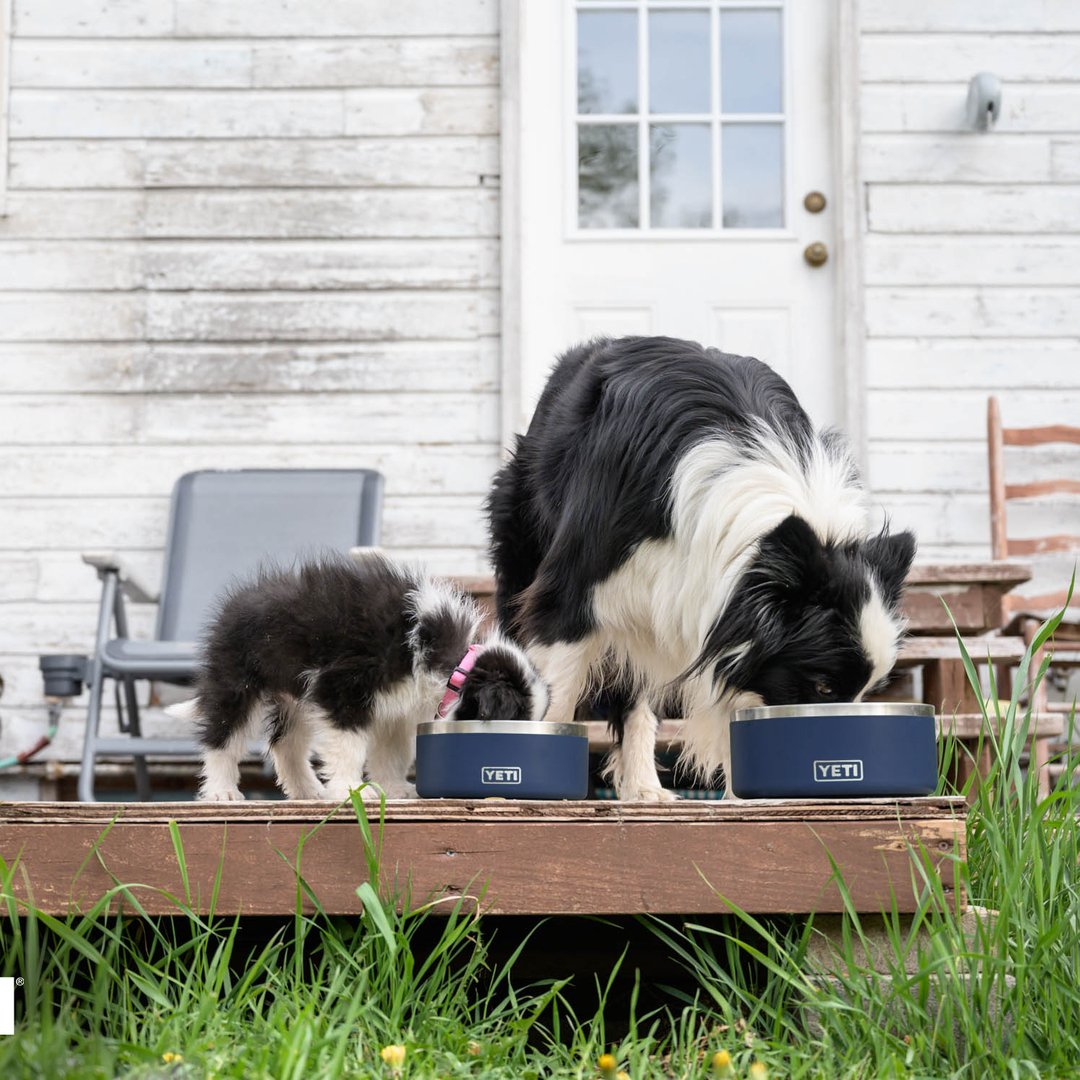 YETI® Gamelle pour chien Boomer™ 8 Seafoam